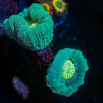 Nuclear Trumpits Coral with fleshy polyps in reef aquarium