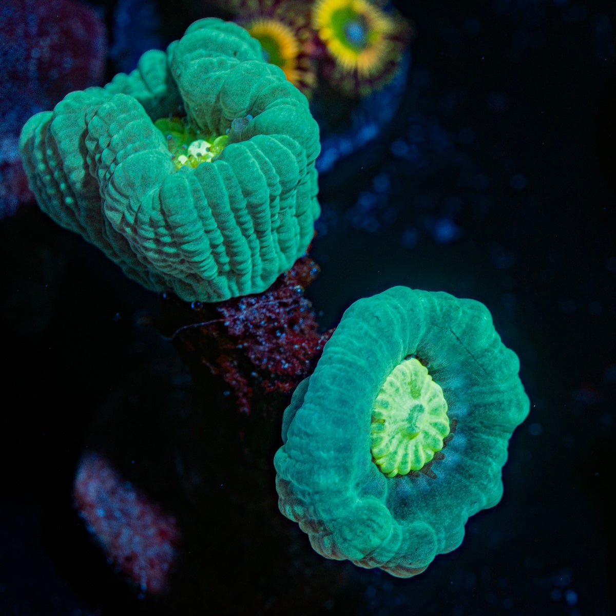Nuclear Trumpits Coral with fleshy polyps in reef aquarium