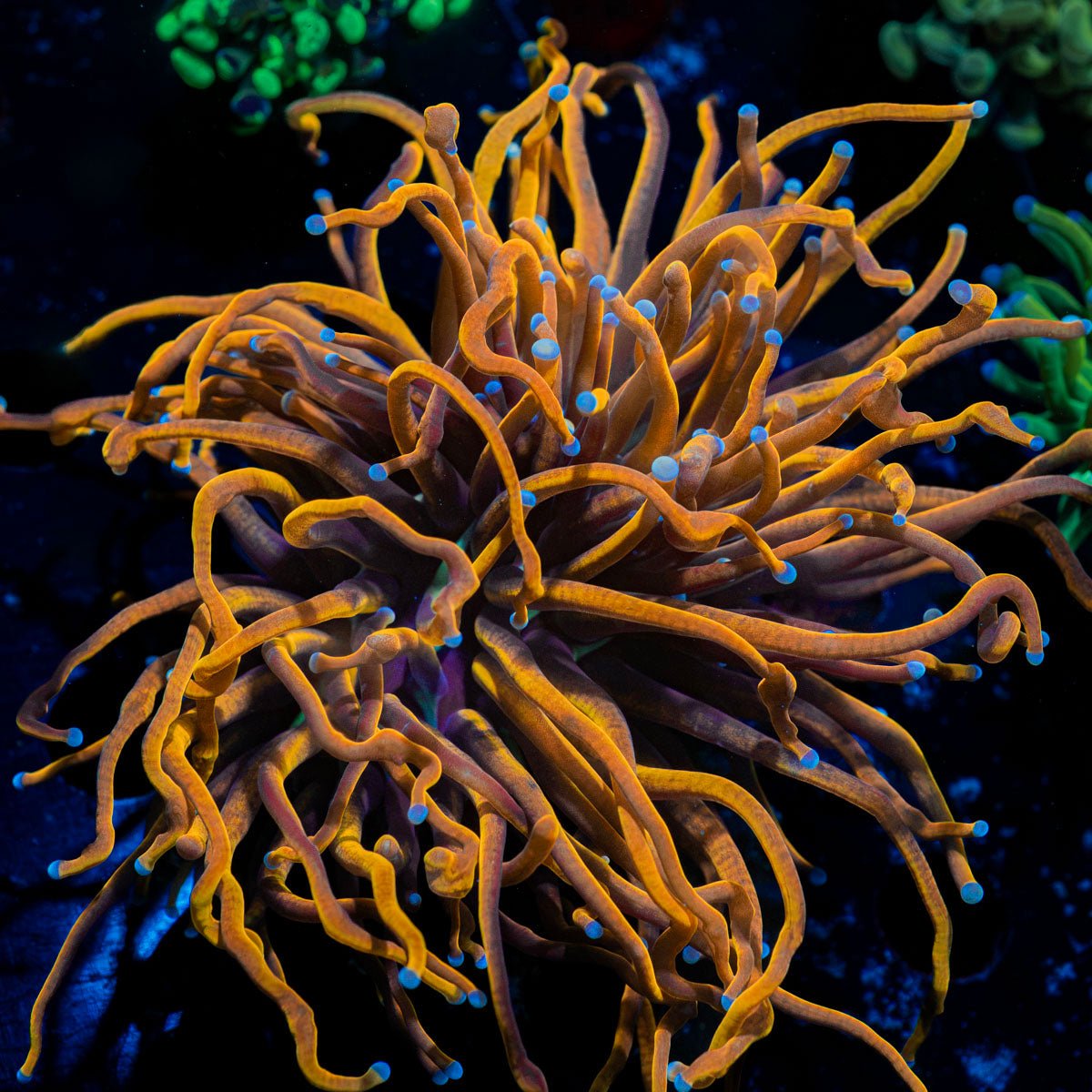 Ny Knicks Torch Coral with flowing tentacles in reef aquarium