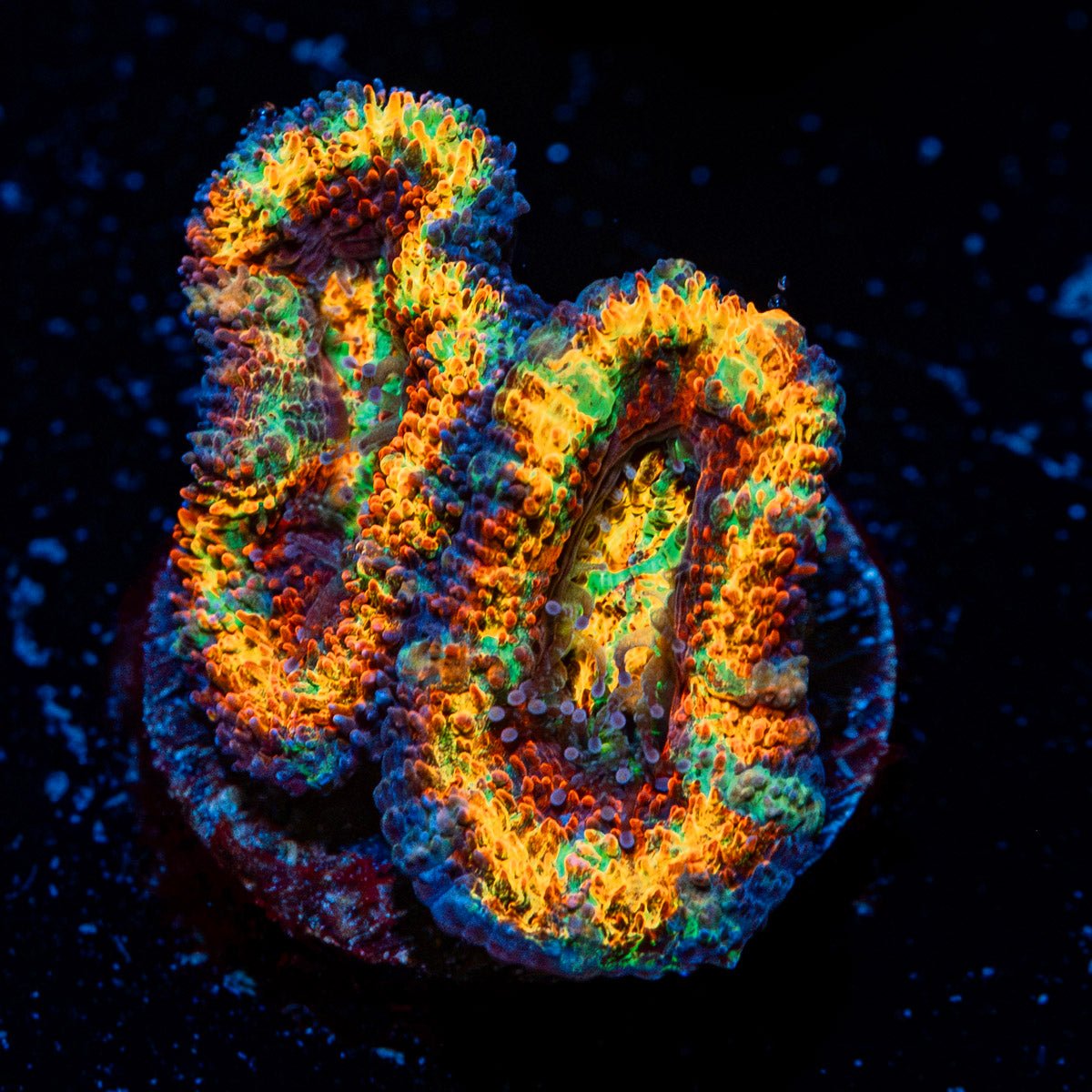 Obsession Rainbow Acan Coral with fleshy polyps in reef aquarium