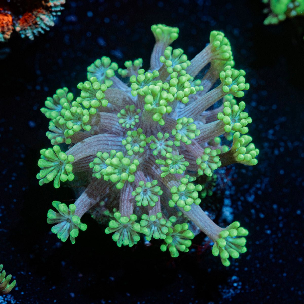 Oddish Goniopora Coral with flower-like polyps in reef aquarium
