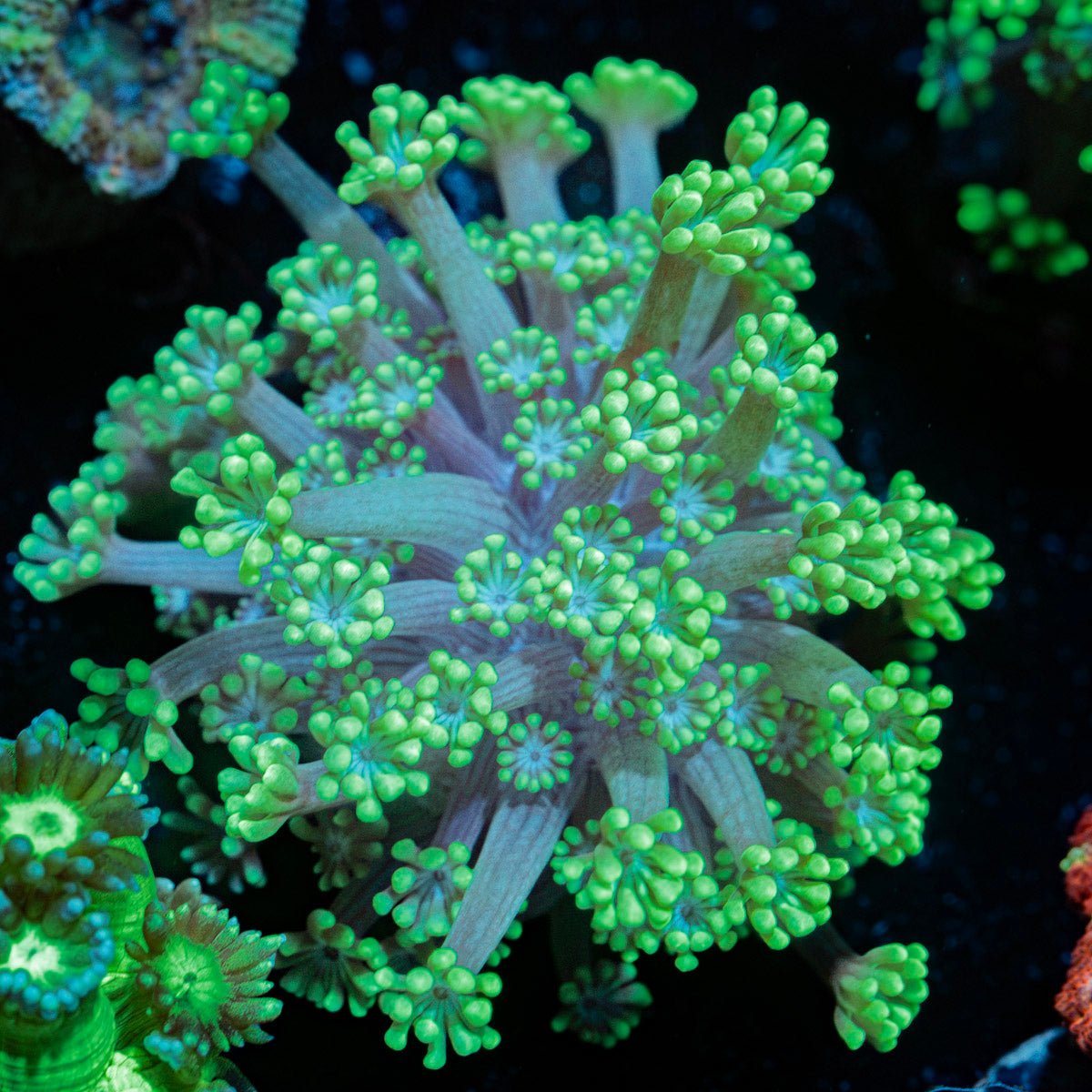 Oddish Goniopora Coral with flower-like polyps in reef aquarium