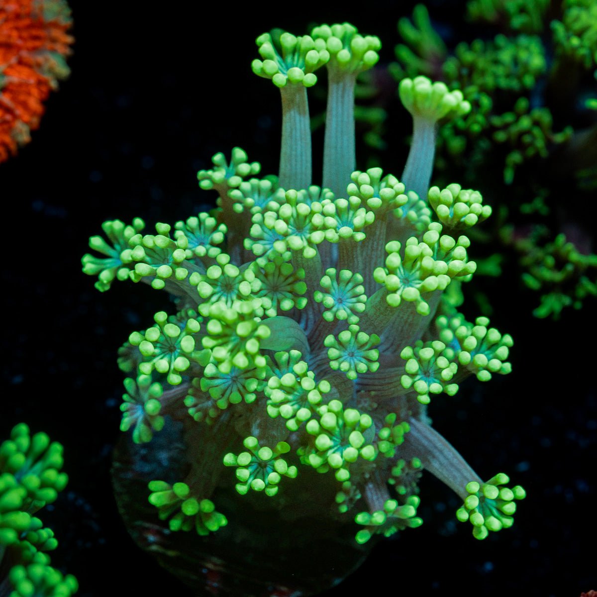 Oddish Goniopora Coral with flower-like polyps in reef aquarium