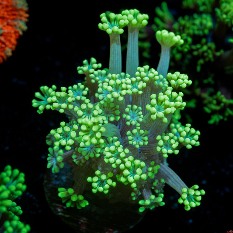 Oddish Goniopora Coral with flower-like polyps in reef aquarium