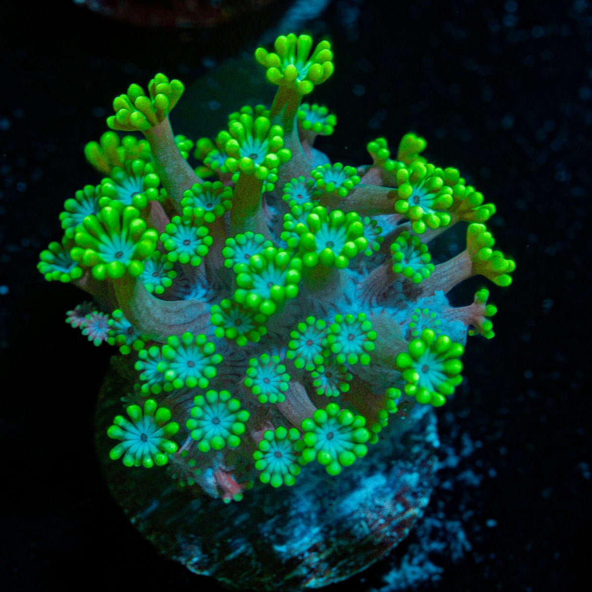Oddish Goniopora Coral with flower-like polyps in reef aquarium