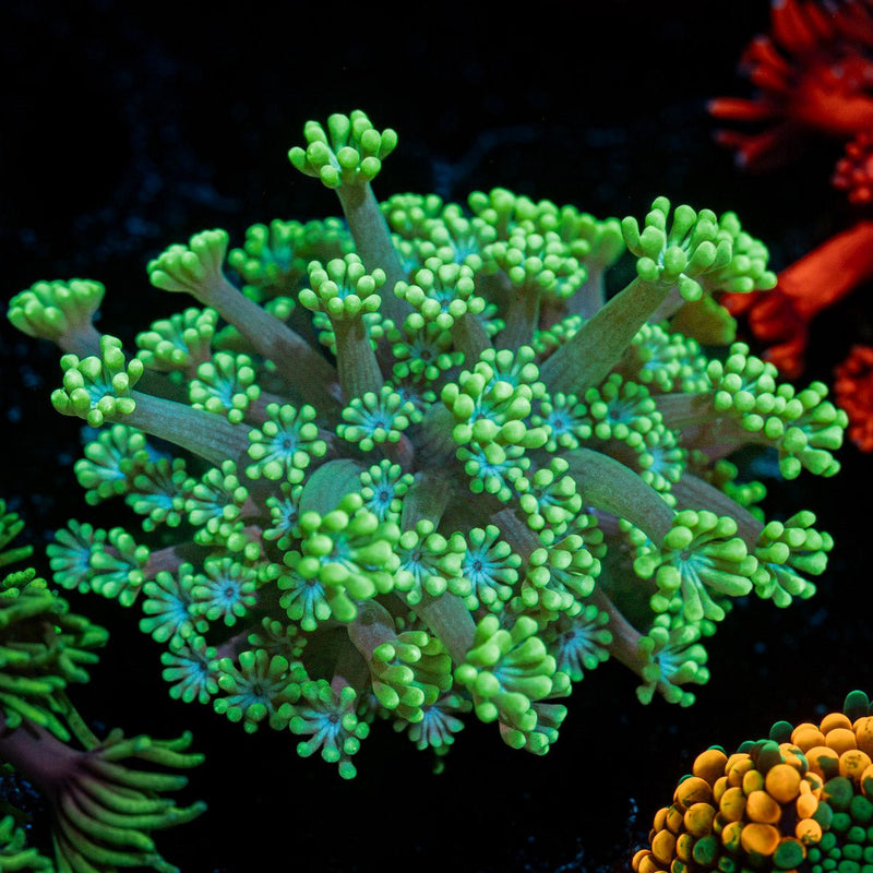 Oddish Goniopora Coral with flower-like polyps in reef aquarium