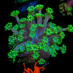 Oddish Goniopora Coral with flower-like polyps in reef aquarium