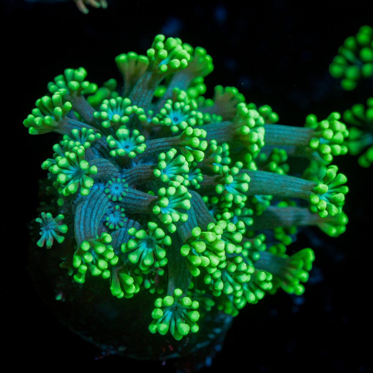 Oddish Goniopora Coral with flower-like polyps in reef aquarium