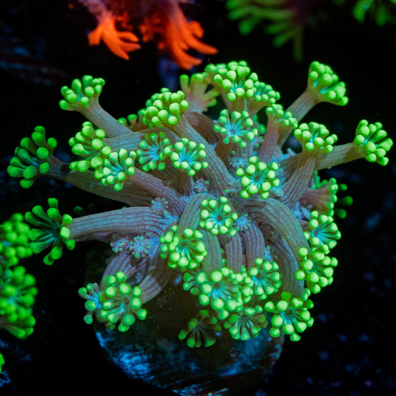 Oddish Goniopora Coral with flower-like polyps in reef aquarium