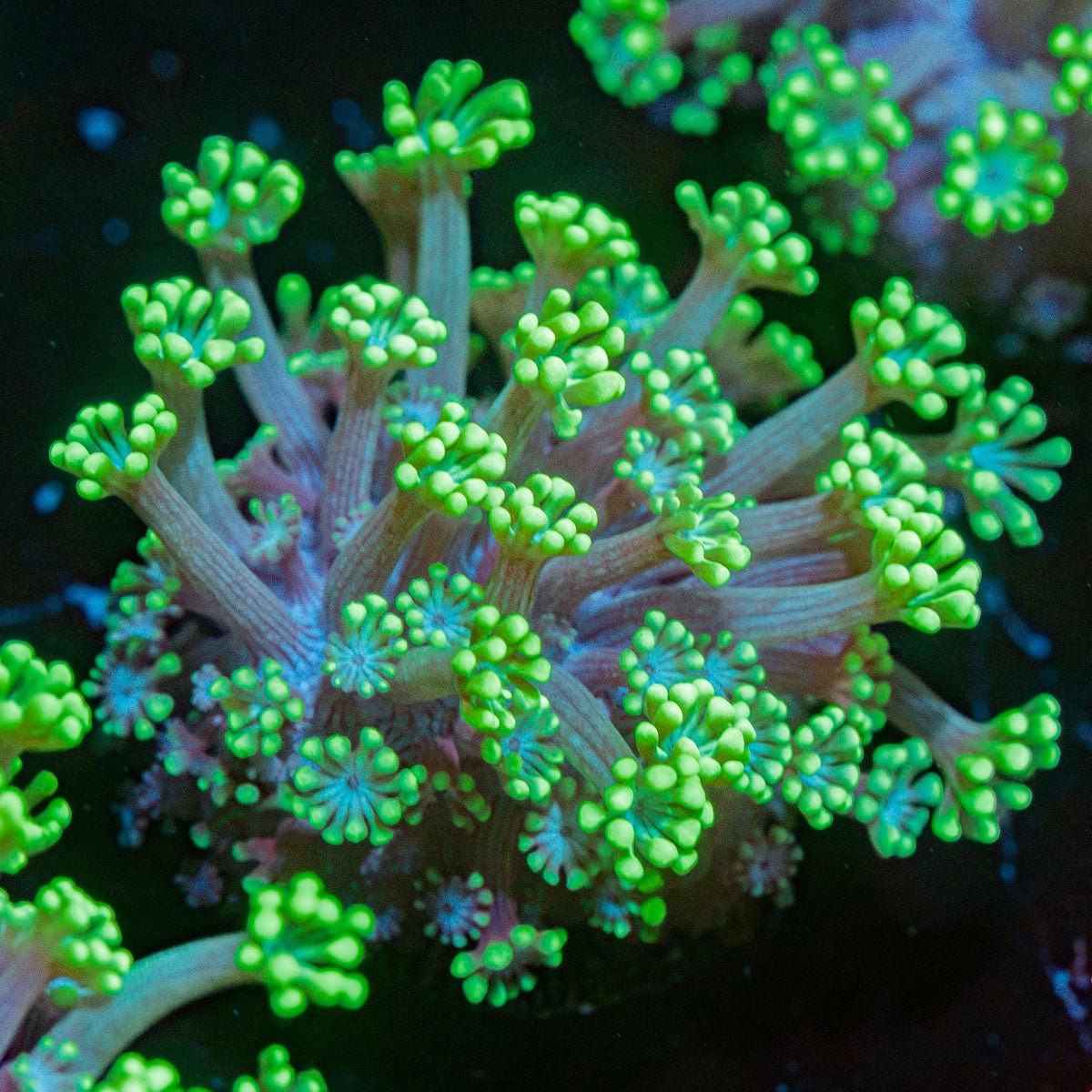 Oddish Goniopora Coral with flower-like polyps in reef aquarium