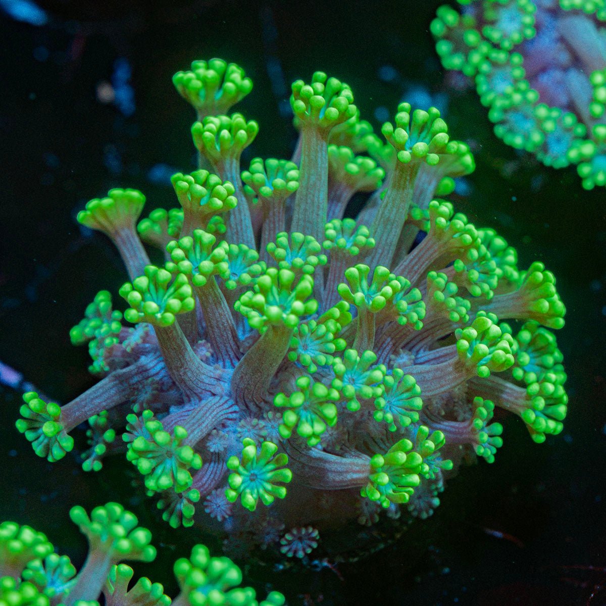 Oddish Goniopora Coral with flower-like polyps in reef aquarium