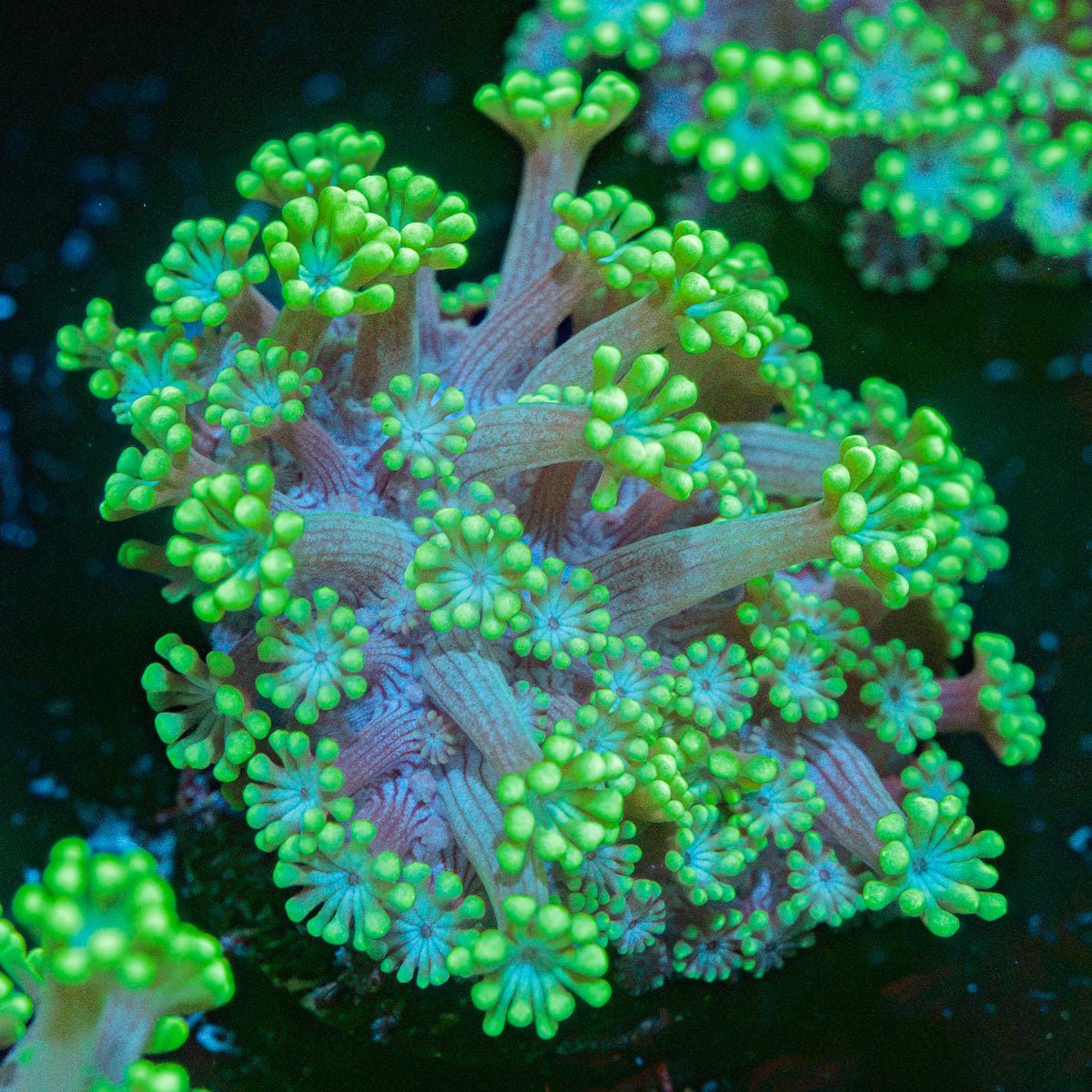 Oddish Goniopora Coral with flower-like polyps in reef aquarium