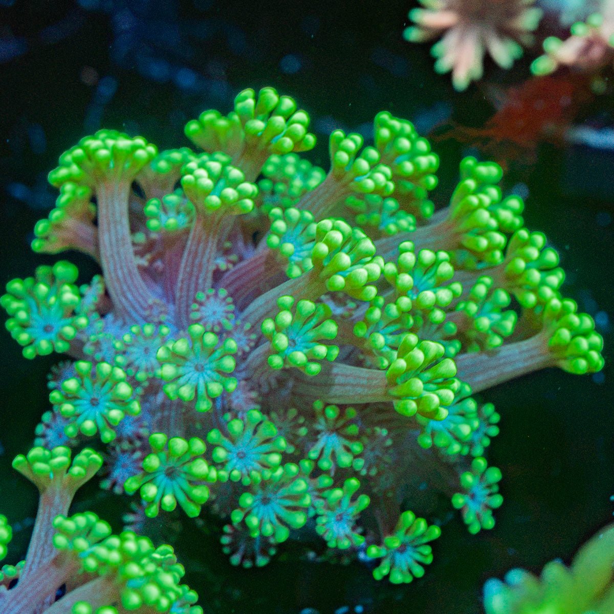 Oddish Goniopora Coral with flower-like polyps in reef aquarium