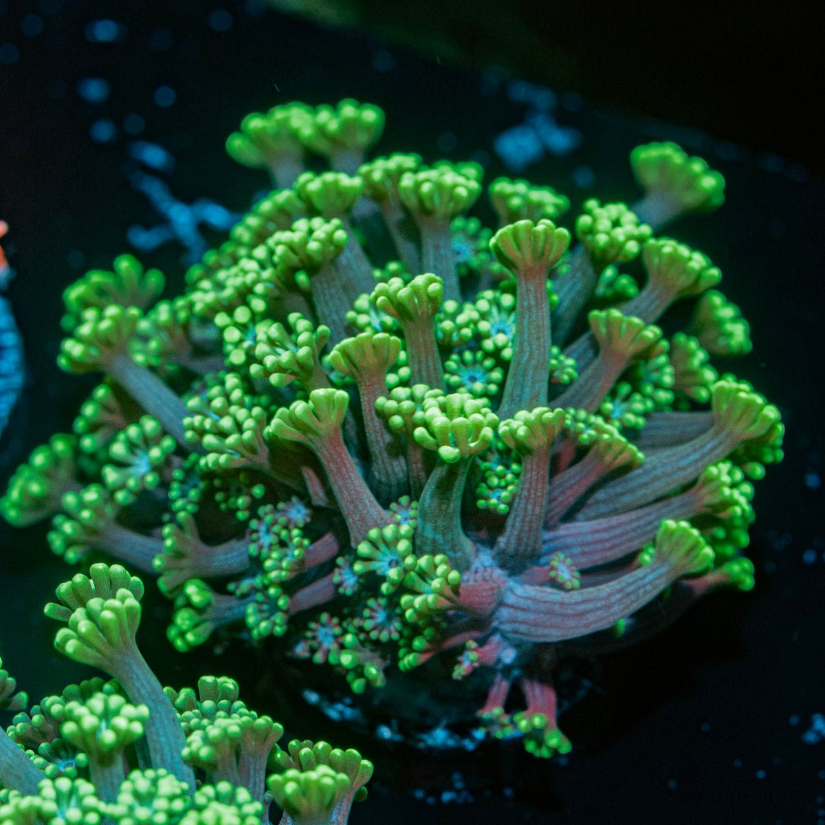 Oddish Goniopora Coral with flower-like polyps in reef aquarium