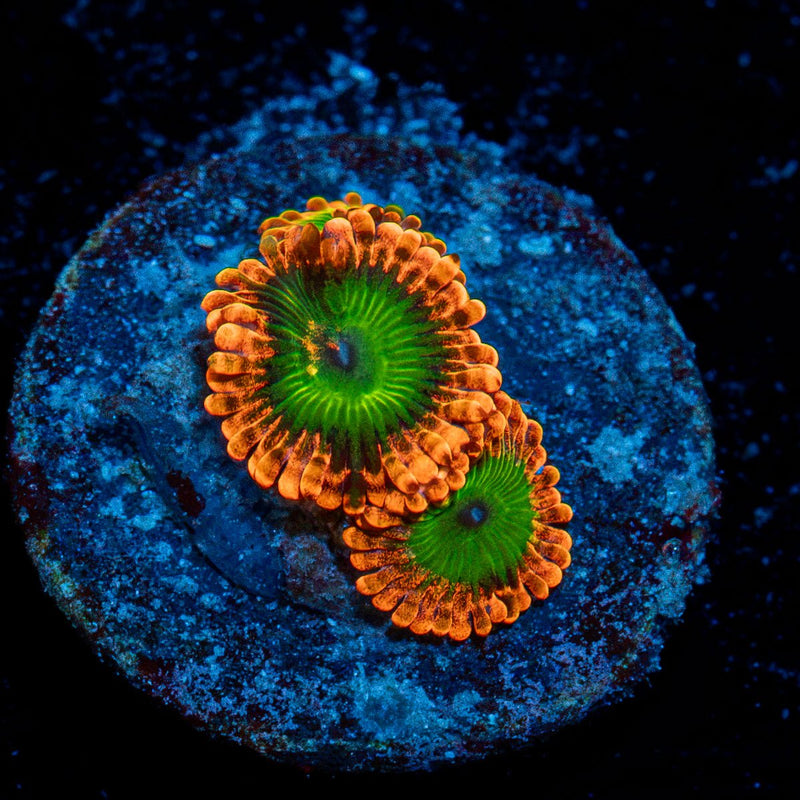 Oompa Loompa Zoanthid  Coral