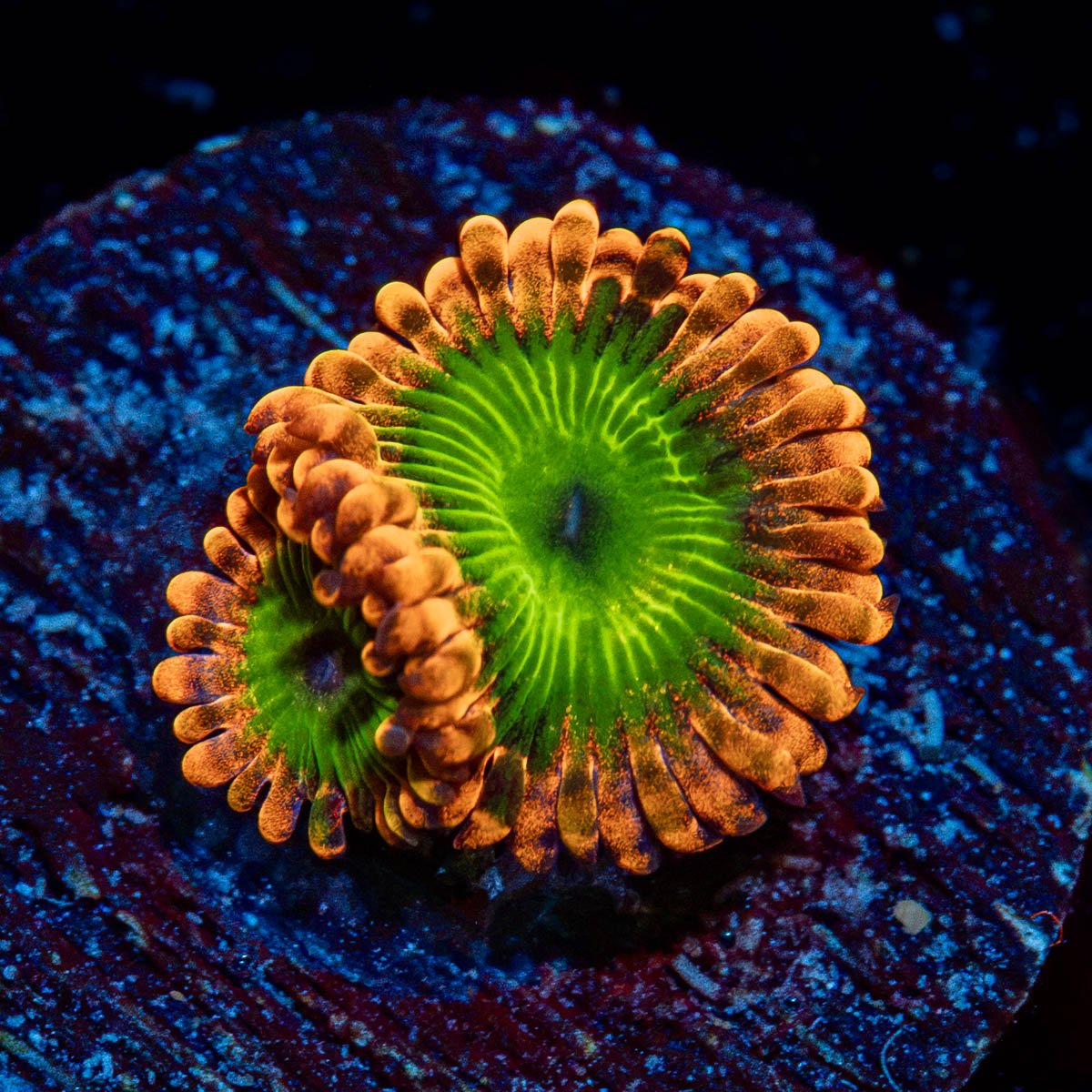 Oompa Loompa Zoanthid Coral colony growth in reef aquarium