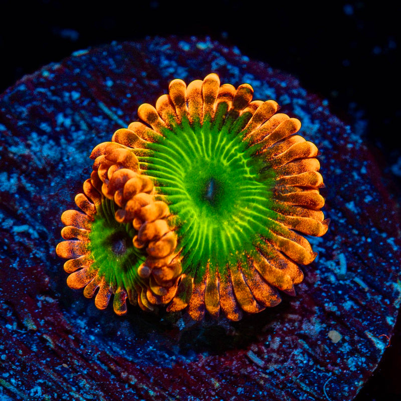 Oompa Loompa Zoanthid Coral colony growth in reef aquarium