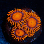 Orange Bam Bam Zoanthid with textured mat-forming colony in a reef aquarium