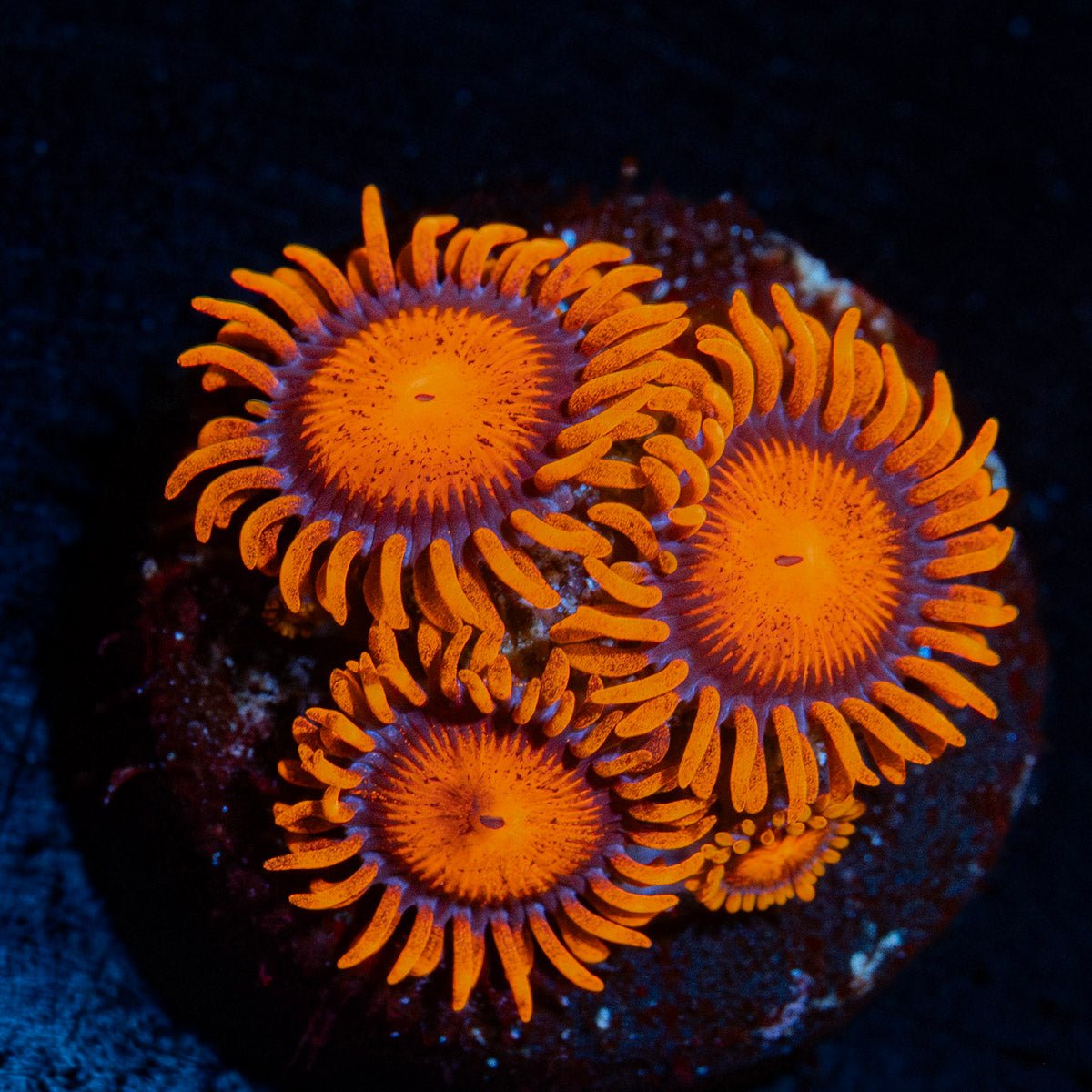 Orange Bam Bam Zoanthid with textured mat-forming colony in a reef aquarium