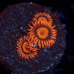 Orange Bambam Zoanthid Coral with colony growth in reef aquarium