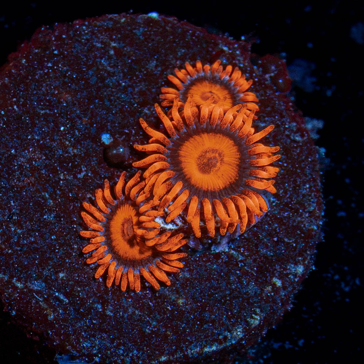 Orange Bambam Zoanthid Coral with colony growth in reef aquarium
