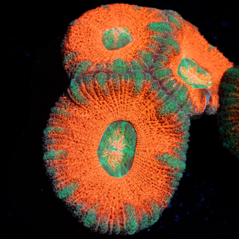 Orange Crush Acan Coral with fleshy polyps in reef aquarium