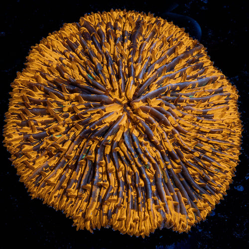 Orange Crush Splatter Fungia Plate Coral