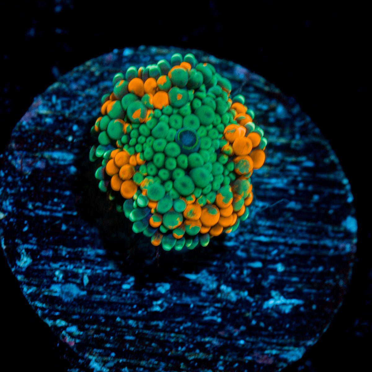 Orange FL Ricordea Mushroom Coral with mushroom disc in reef aquarium