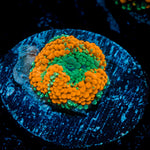 Orange FL Ricordea Mushroom Coral with mushroom disc in reef aquarium