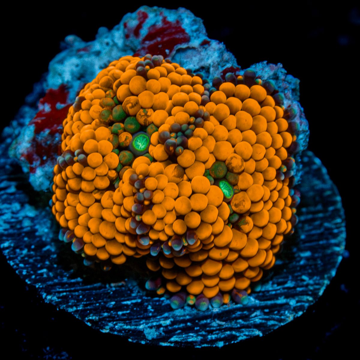 Orange FL Ricordea Mushroom Coral with mushroom disc in reef aquarium