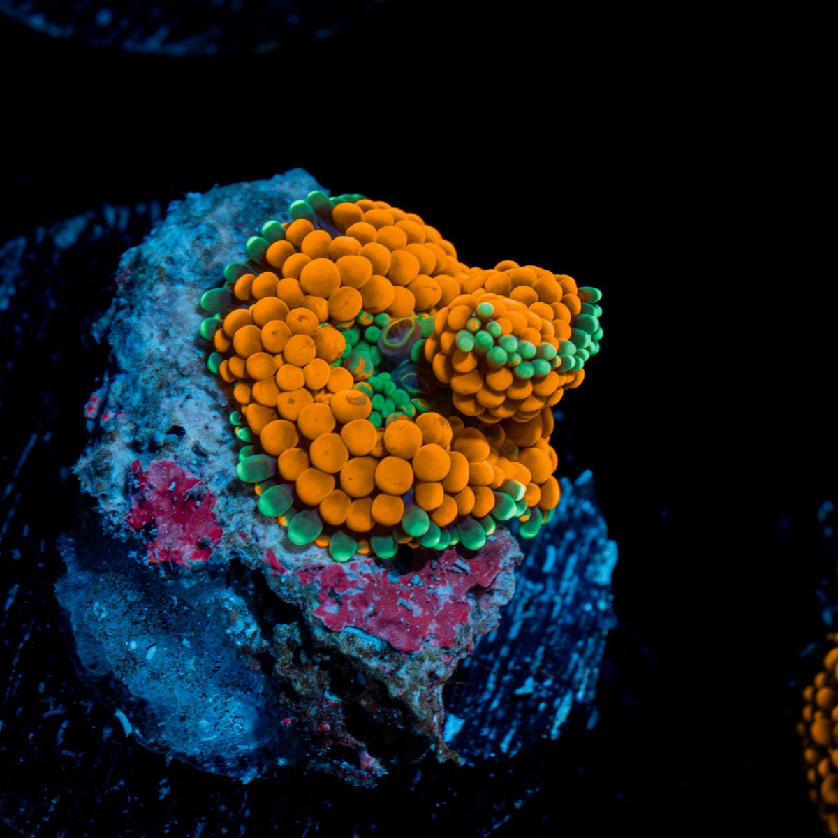 Orange FL Ricordea Mushroom Coral with mushroom disc in reef aquarium