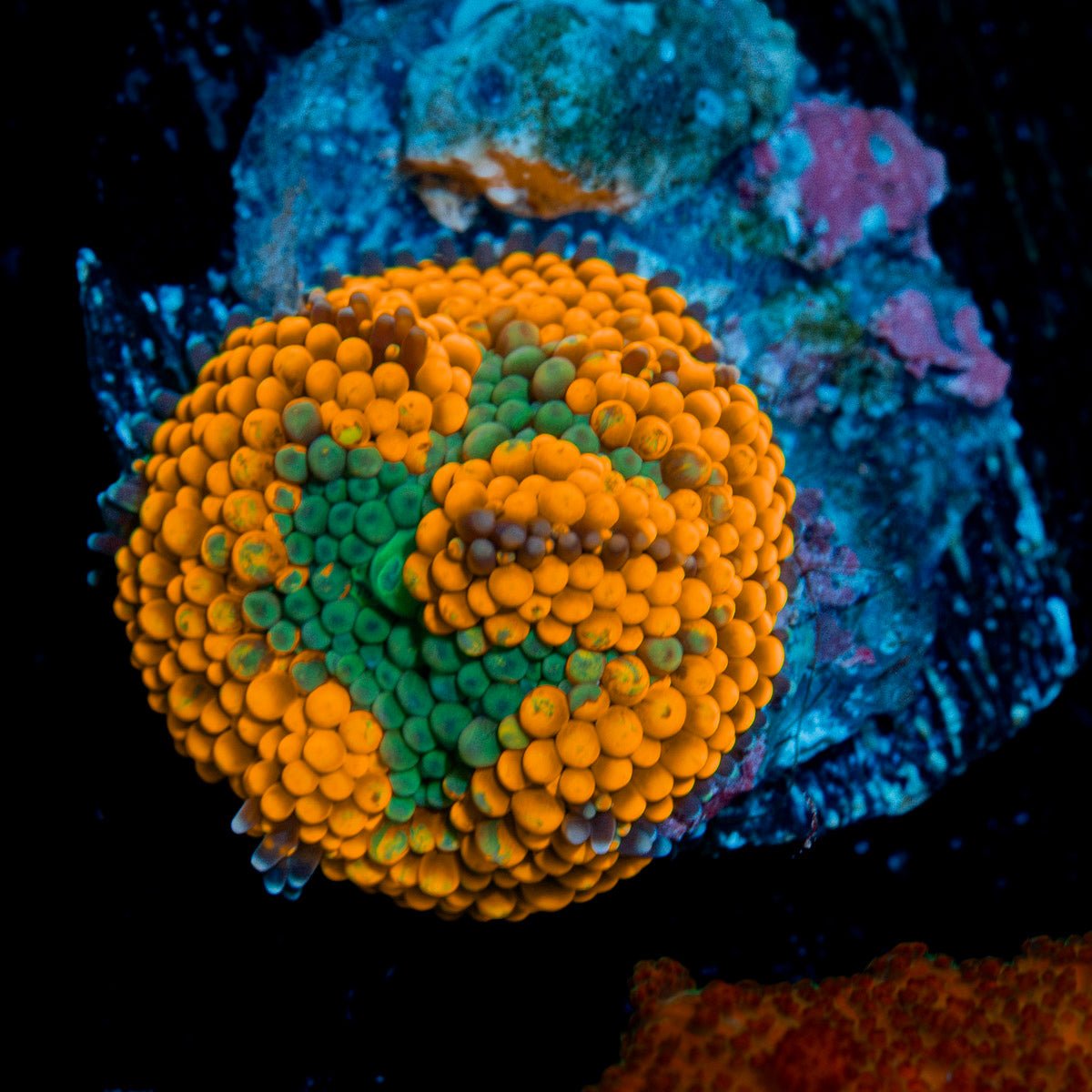 Orange FL Ricordea Mushroom Coral with mushroom disc in reef aquarium