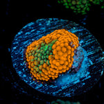 Orange FL Ricordea Mushroom Coral with mushroom disc in reef aquarium
