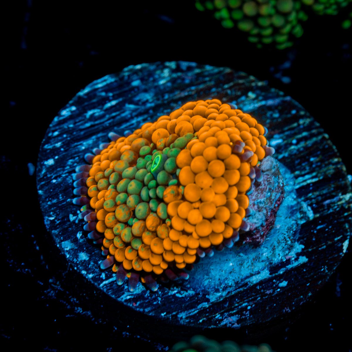 Orange FL Ricordea Mushroom Coral with mushroom disc in reef aquarium