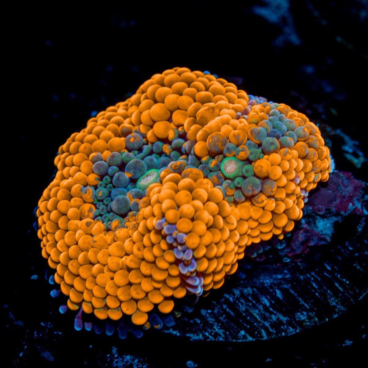 Orange FL Ricordea Mushroom Coral with orange mushroom disc in reef aquarium