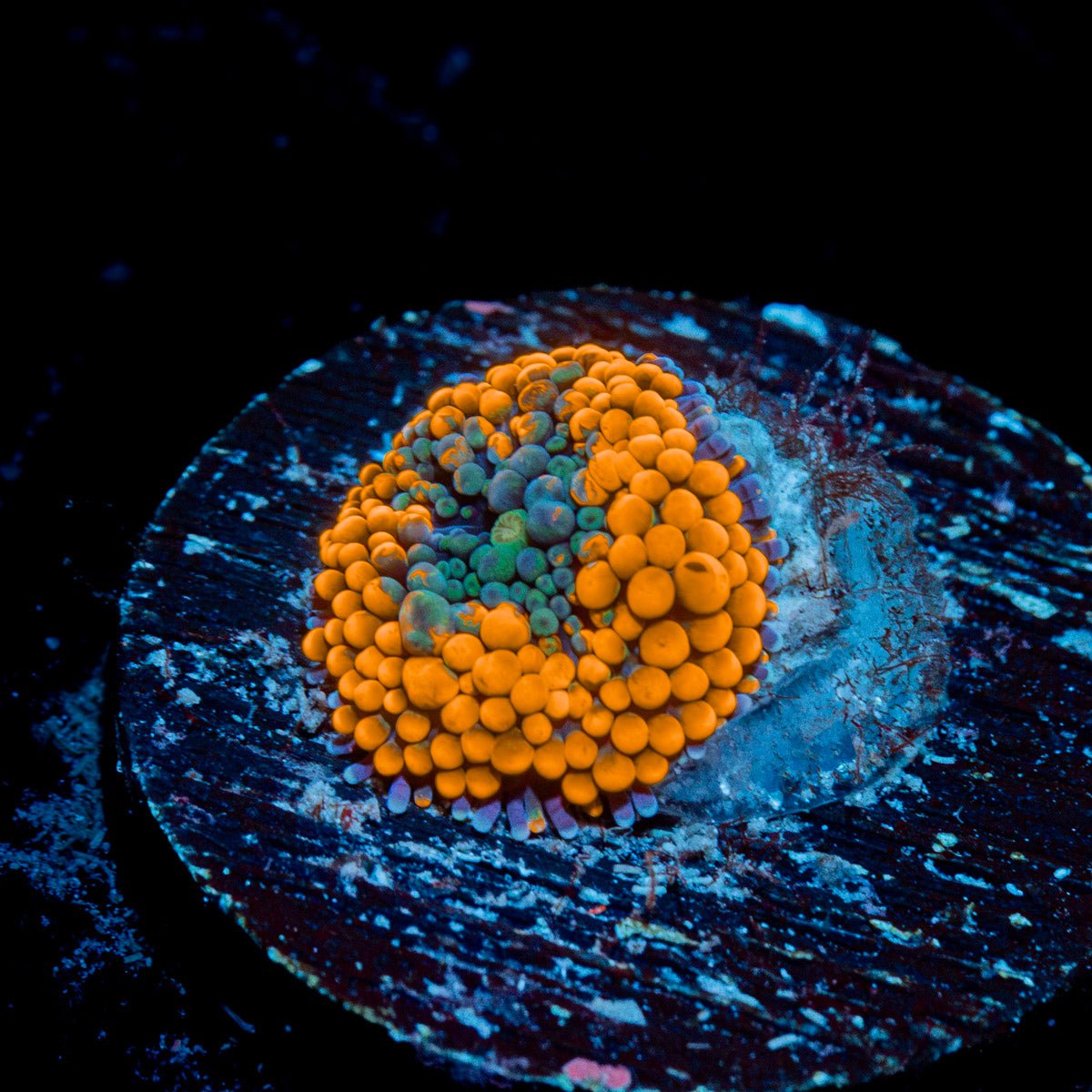 Orange FL Ricordea Mushroom Coral with mushroom disc in reef aquarium
