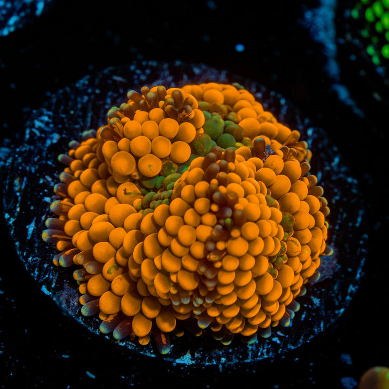 Orange FL Ricordea Mushroom Coral with mushroom disc in reef aquarium