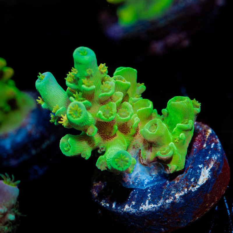 Orange Passion Acropora Coral with branching growth in reef aquarium