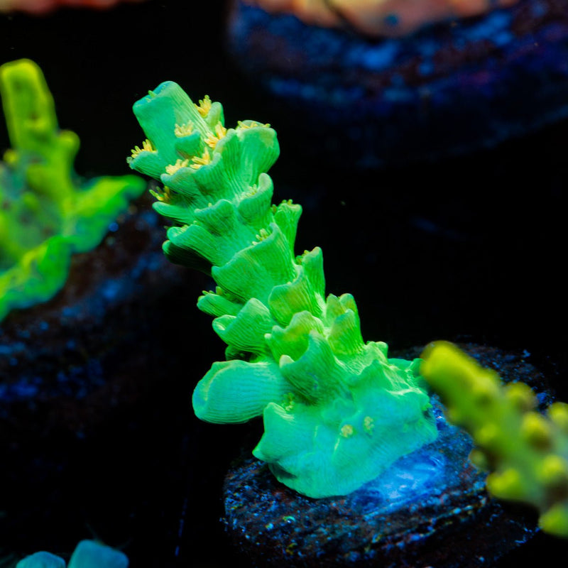 Orange Passion Acropora Coral with branching growth in reef aquarium