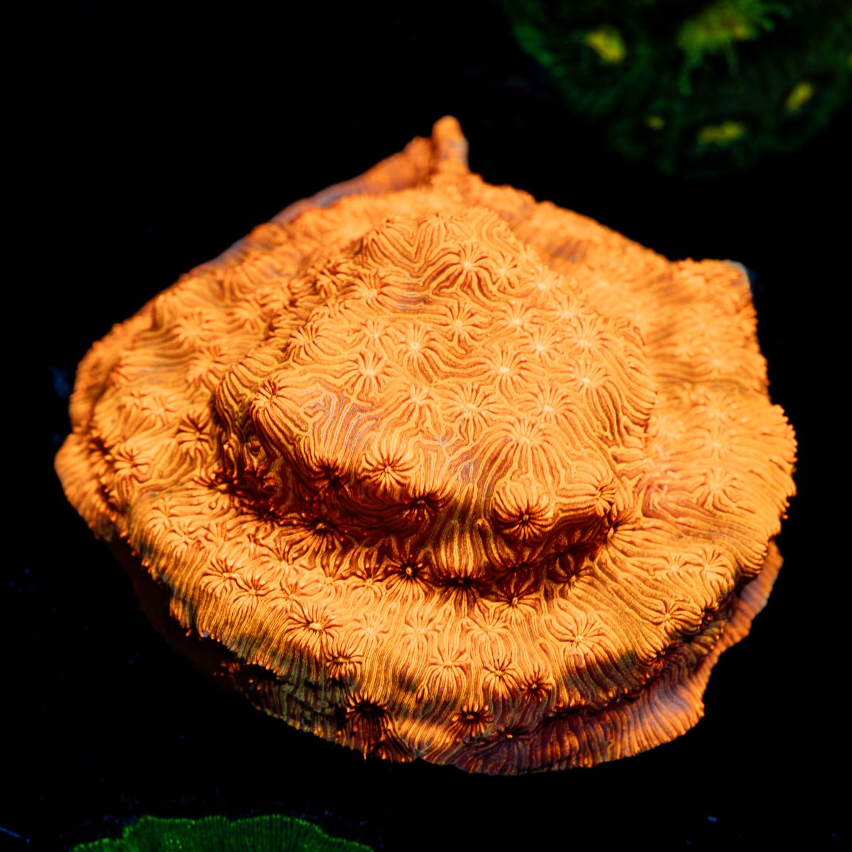 Orange Pavona Coral with encrusting growth in reef aquarium