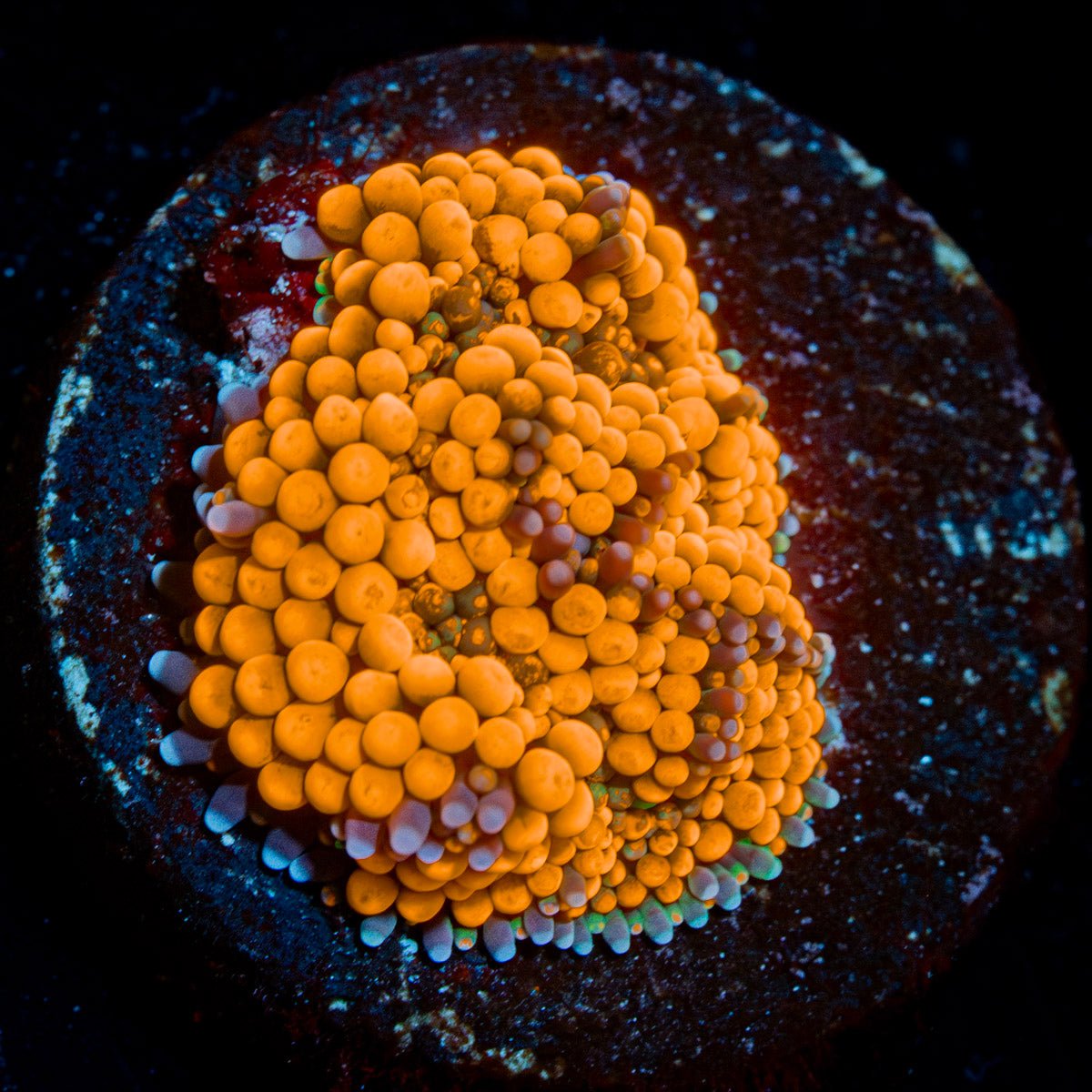Orange Ricordea Mushroom with textured coral surface in a reef aquarium