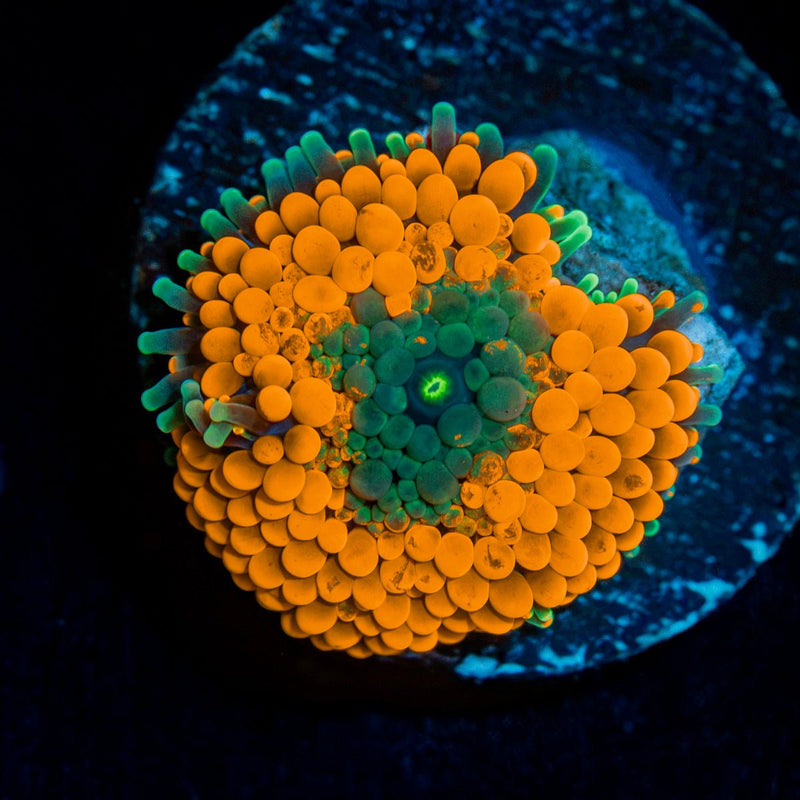 Orange Ricordea Mushroom Coral