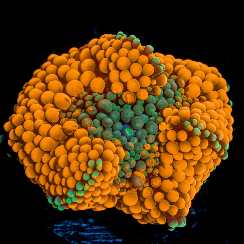 Orange Ricordea Mushroom Coral with mushroom disc in reef aquarium