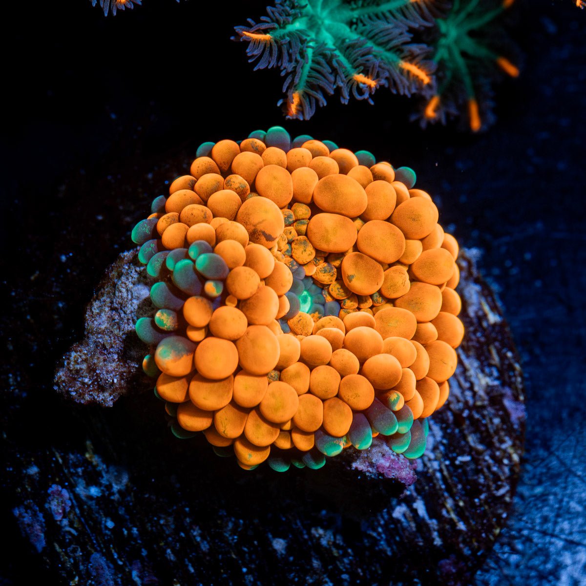 Orange Ricordea Mushroom Coral with mushroom disc in reef aquarium