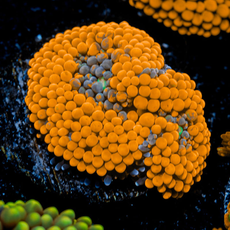Orange Ricordea Mushroom Coral with mushroom disc in reef aquarium