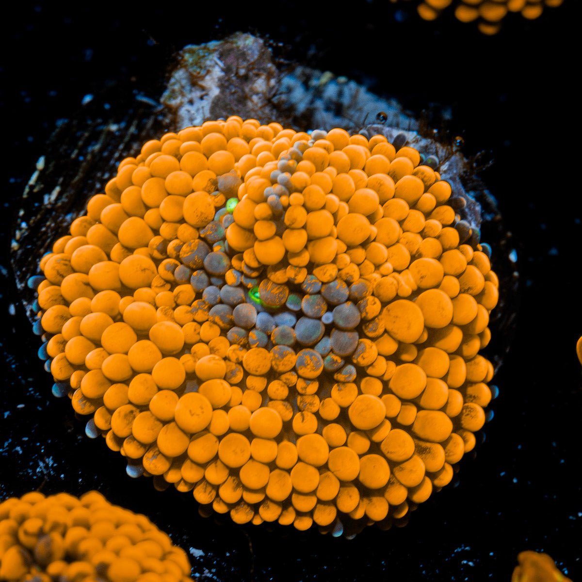 Orange Ricordea Mushroom Coral with mushroom disc in reef aquarium
