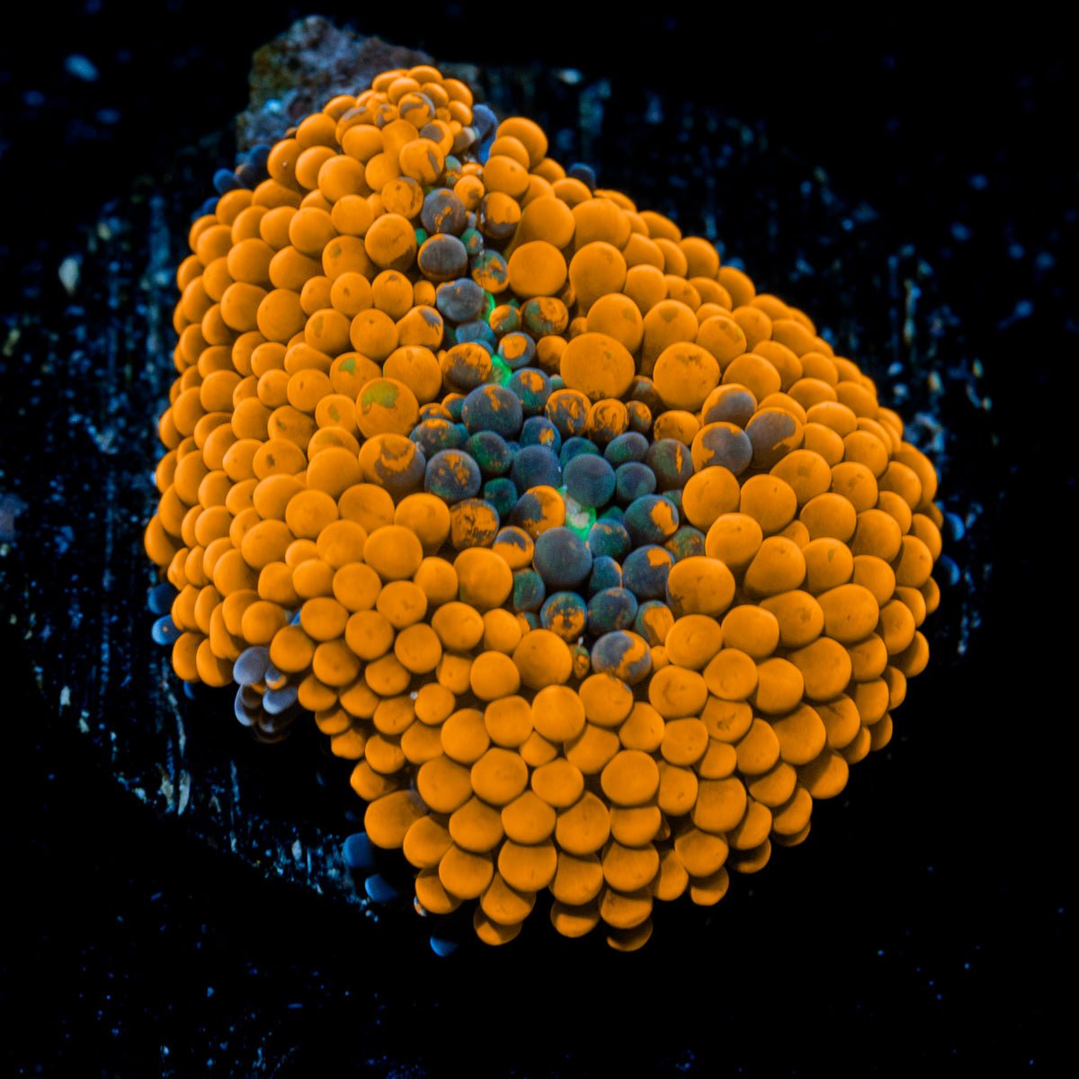 Orange Ricordea Mushroom Coral with mushroom disc in reef aquarium