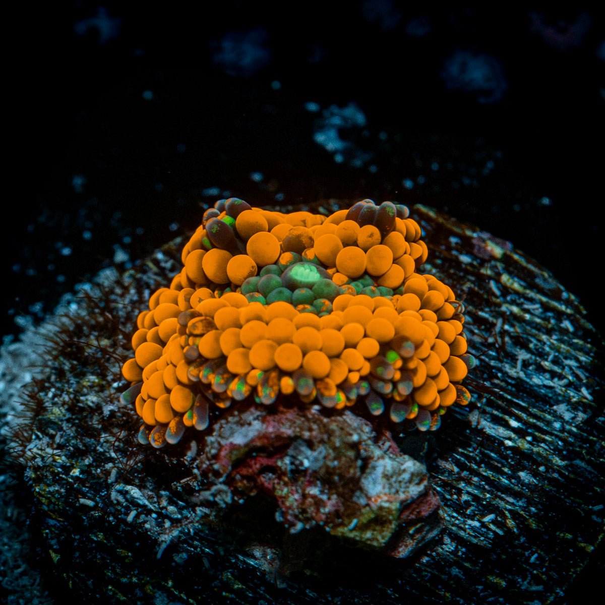 Orange Ricordea Mushroom Coral with mushroom disc in reef aquarium
