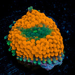 Orange Ricordea Mushroom Coral with mushroom disc in reef aquarium