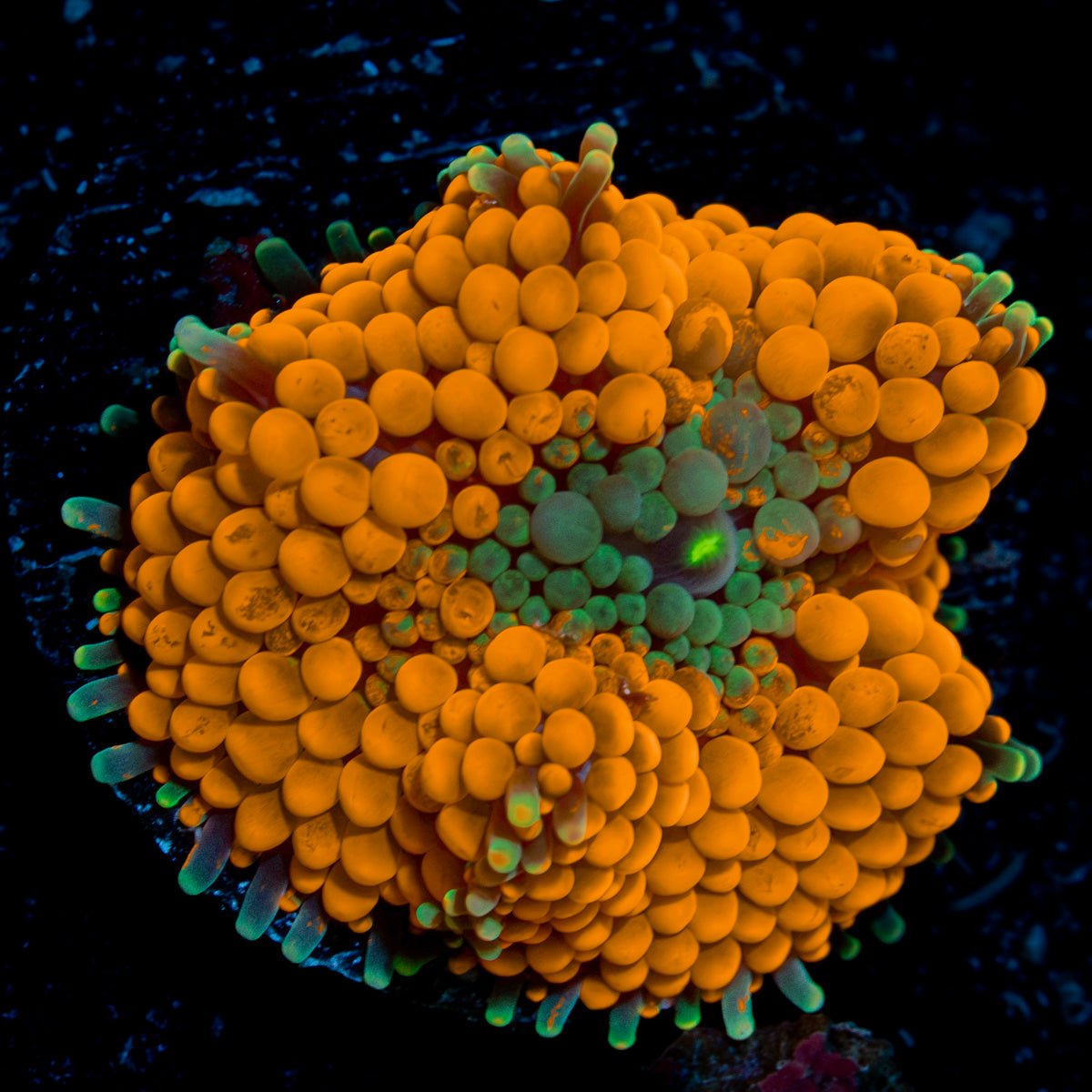 Orange Ricordea Mushroom Coral with mushroom disc in reef aquarium
